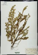 Solidago monticola image