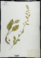 Solidago monticola image