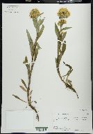 Solidago multiradiata image