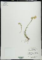 Solidago multiradiata image