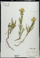 Solidago multiradiata image