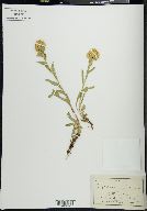 Solidago multiradiata image