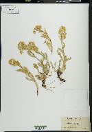 Solidago multiradiata image