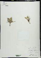 Solidago multiradiata image