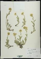 Solidago multiradiata image