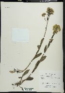 Solidago multiradiata image