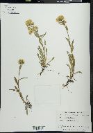 Solidago multiradiata image