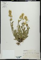 Solidago multiradiata image