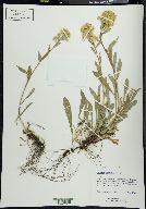 Solidago multiradiata image