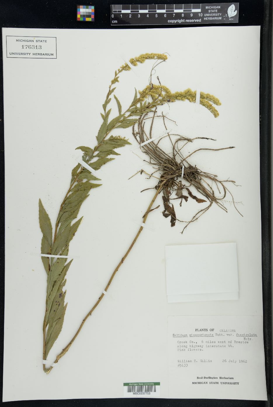 Solidago delicatula image