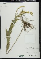 Solidago delicatula image