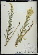 Solidago lepida image