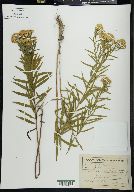 Euthamia leptocephala image