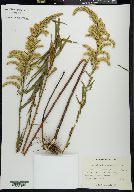 Solidago leavenworthii image