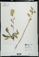 Solidago hispida image