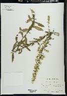 Solidago hispida image