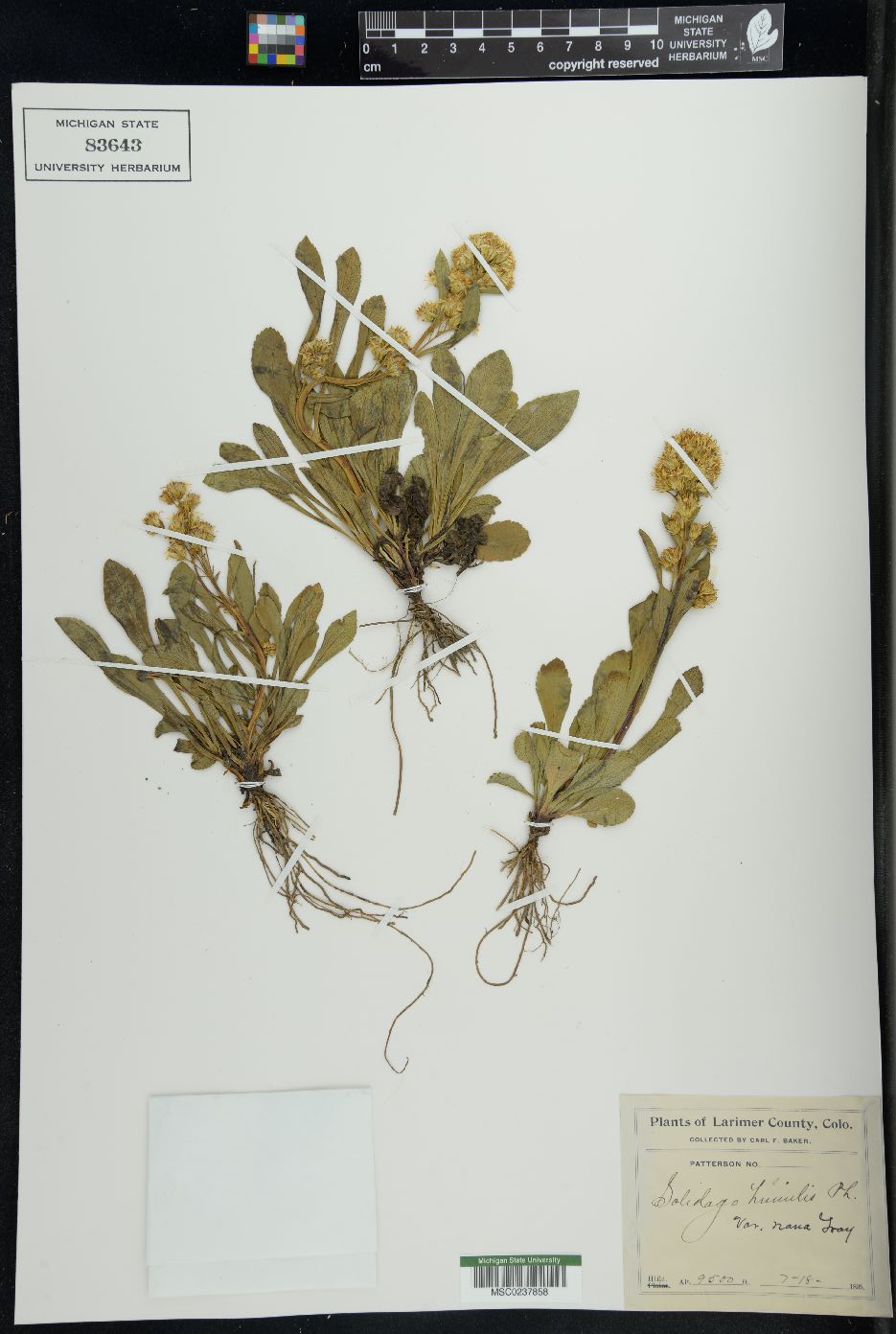 Solidago humilis image