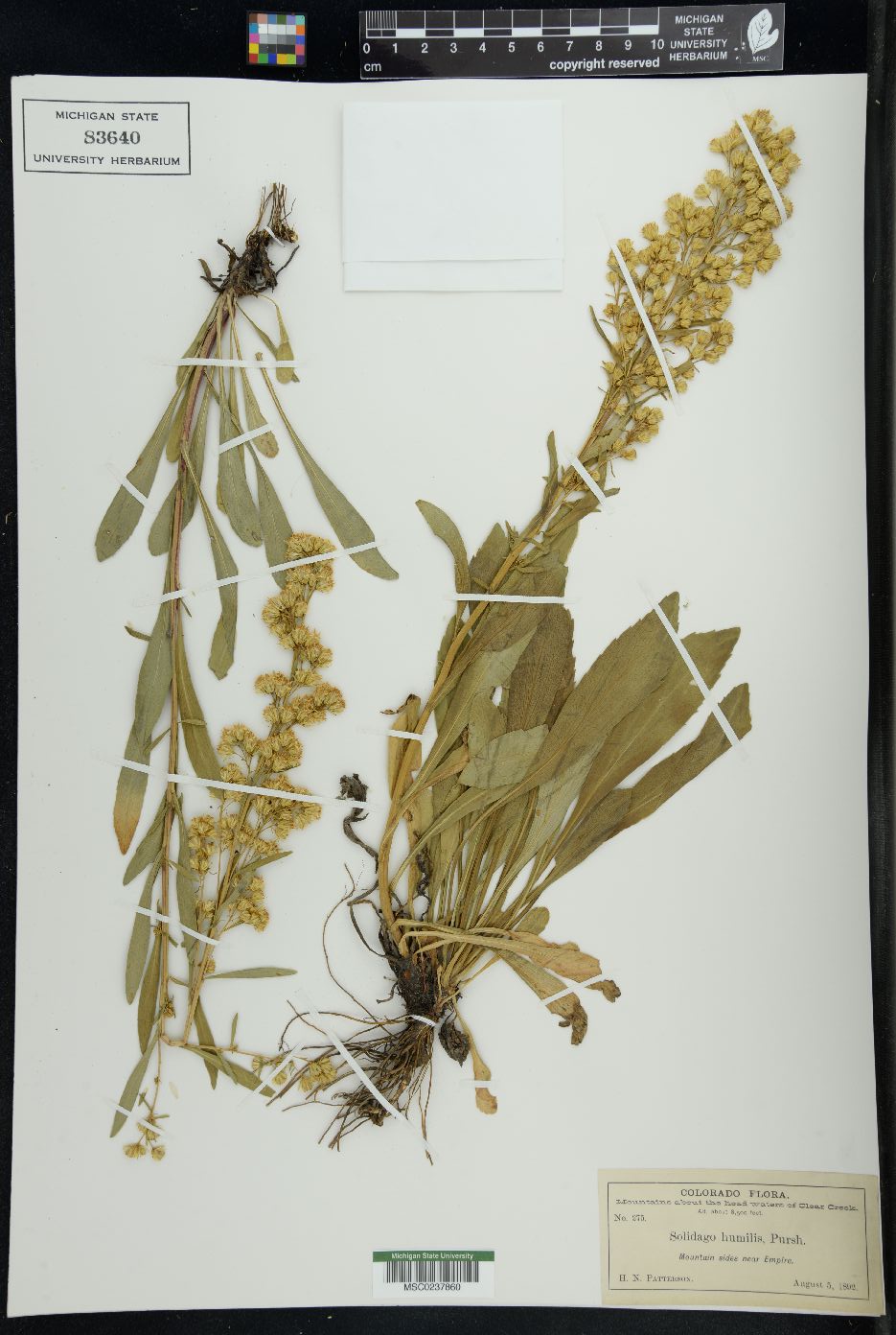 Solidago humilis image