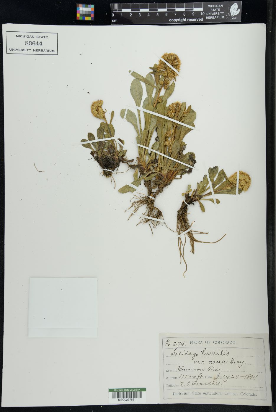 Solidago humilis image