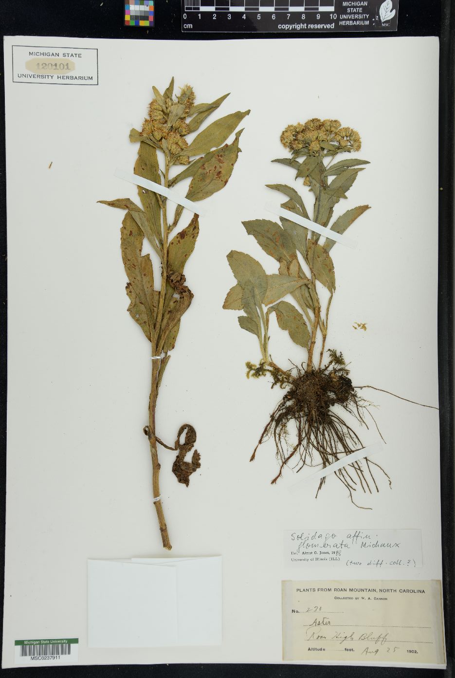 Solidago glomerata image