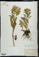 Solidago glomerata image