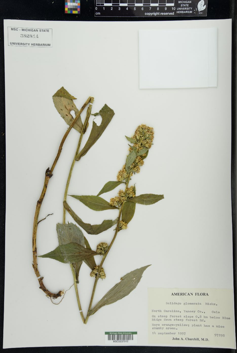 Solidago glomerata image