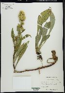 Solidago glomerata image