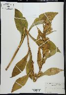 Solidago glomerata image