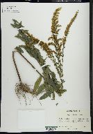 Solidago fistulosa image