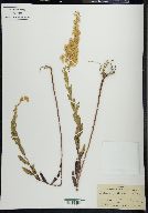 Solidago fistulosa image