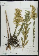 Solidago fistulosa image