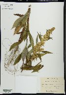 Solidago flaccidifolia image