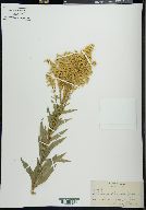 Solidago elongata image