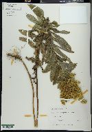 Solidago elongata image