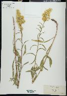 Solidago elongata image