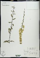 Solidago erecta image