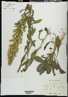 Solidago erecta image