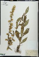 Solidago erecta image