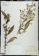 Solidago erecta image