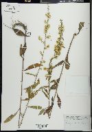 Solidago erecta image