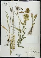 Solidago erecta image