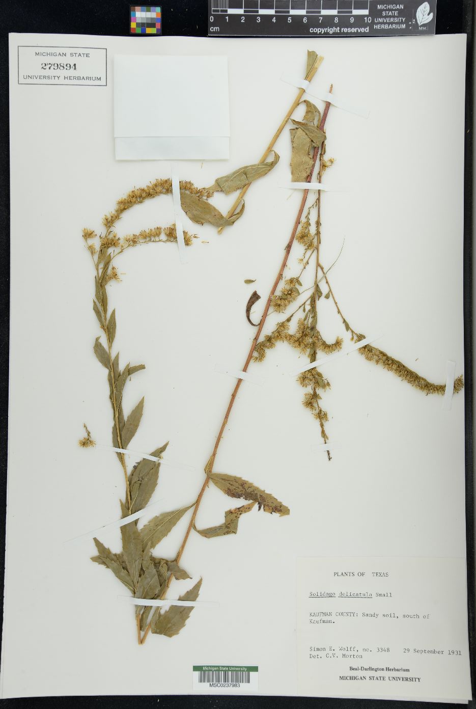 Solidago delicatula image