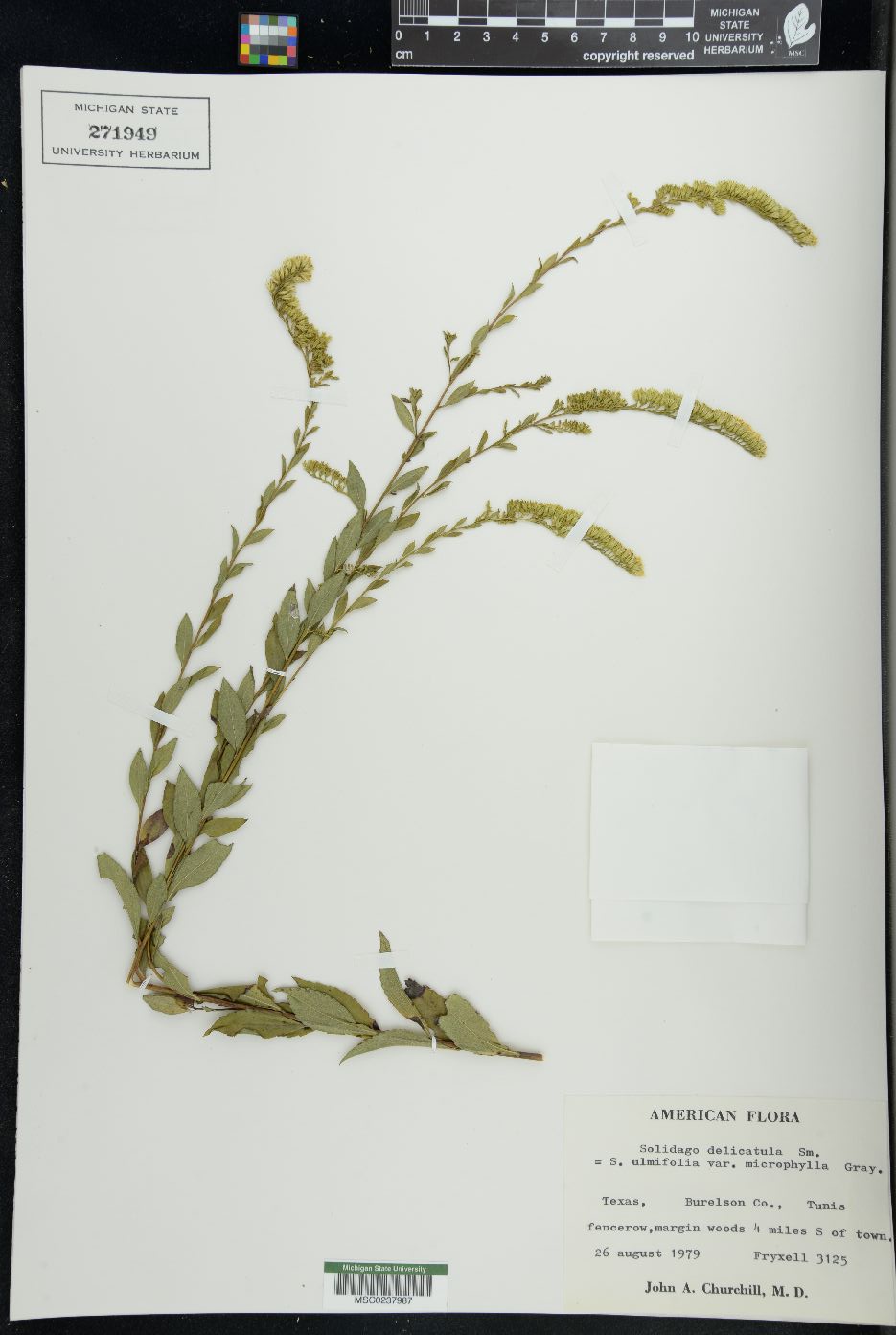 Solidago delicatula image