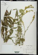 Solidago elliottii image