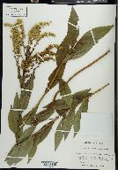 Solidago elliottii image