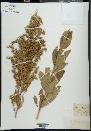 Solidago elliptica image