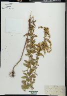 Solidago chapmanii image