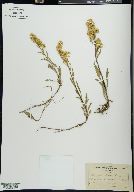 Solidago multiradiata var. scopulorum image