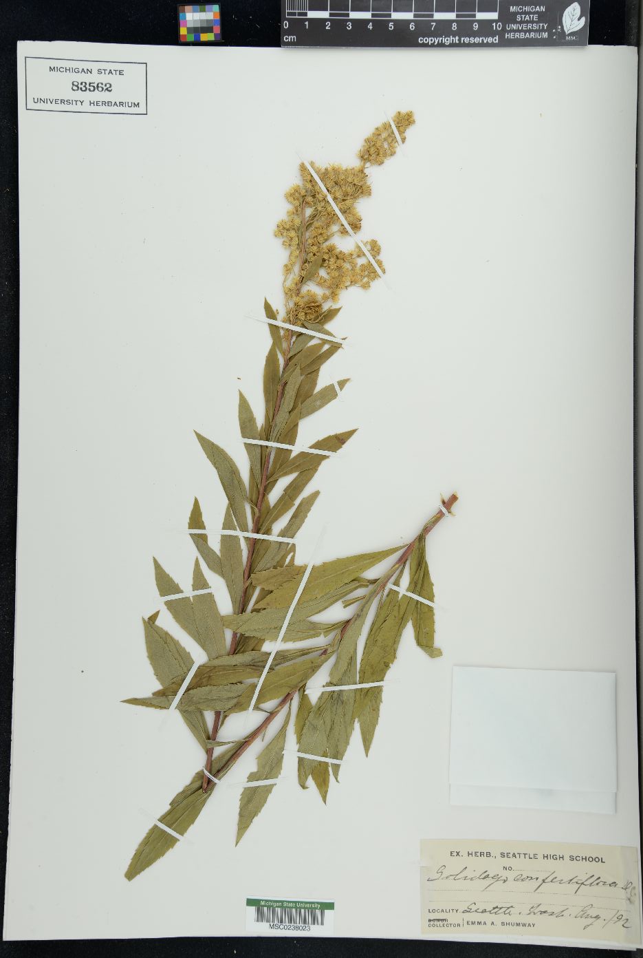 Solidago conferta image