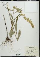 Solidago curtisii image